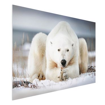 Forex schilderijen Contemplative Polar Bear