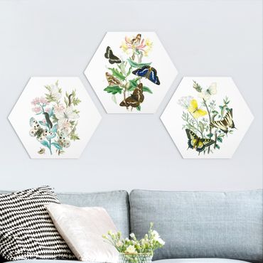 Hexagons Forex schilderijen - 3-delig British Butterflies Set I