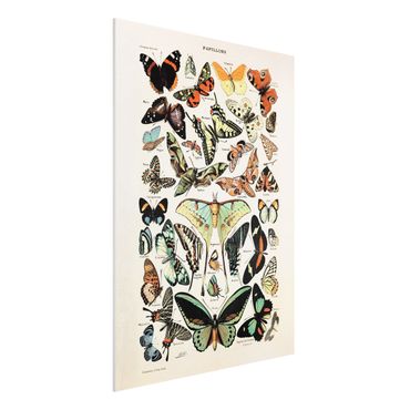 Forex schilderijen Vintage Board Butterflies And Moths