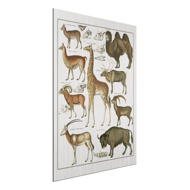 Aluminium Dibond schilderijen Vintage Board Giraffe, Camel And IIama