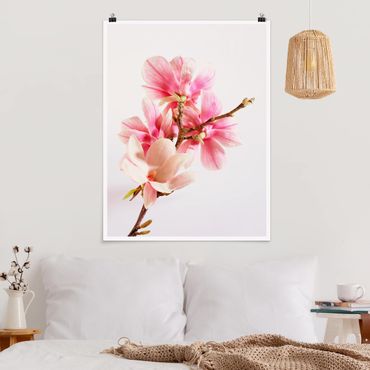 Posters Magnolia Blossoms