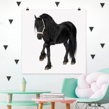 Posters Friesian Mare