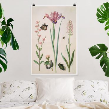 Posters Anna Maria Sibylla Merian - Rock Lychnis And Rose