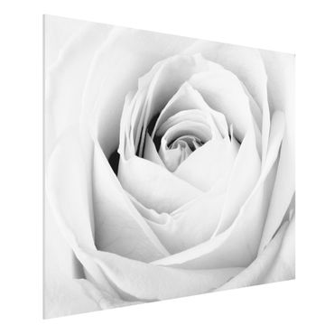 Forex schilderijen Close Up Rose