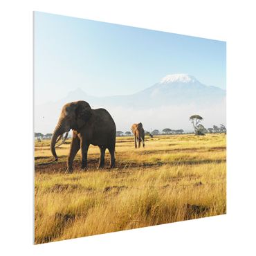 Forex schilderijen Elephants In Front Of The Kilimanjaro In Kenya