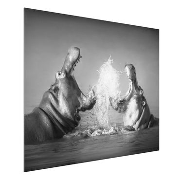 Forex schilderijen Hippo Fight