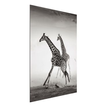 Aluminium Dibond schilderijen Giraffe Hunt