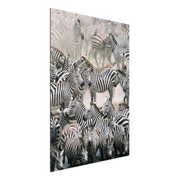 Aluminium Dibond schilderijen Zebra Herd