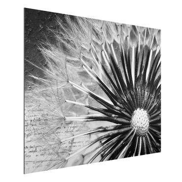 Aluminium Dibond schilderijen Dandelion Black & White