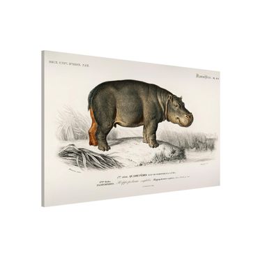 Magneetborden Vintage Board Hippo