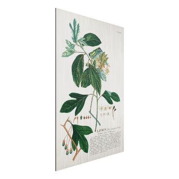 Aluminium Dibond schilderijen Vintage Botanical Illustration Laurel