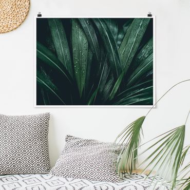 Posters Green Palm Leaves