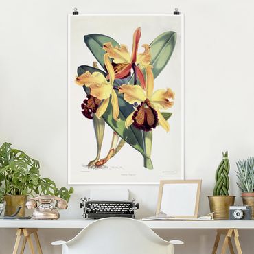Posters Walter Hood Fitch - Orchid