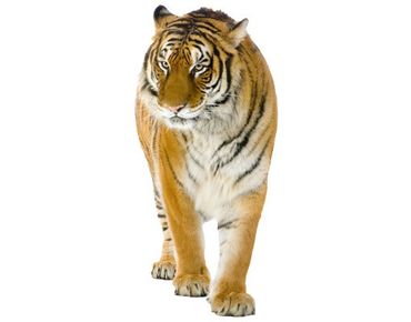 Muurstickers No.128 Indian Tiger