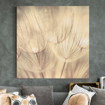 Canvas schilderijen Dandelions Close-Up In Cozy Sepia Tones