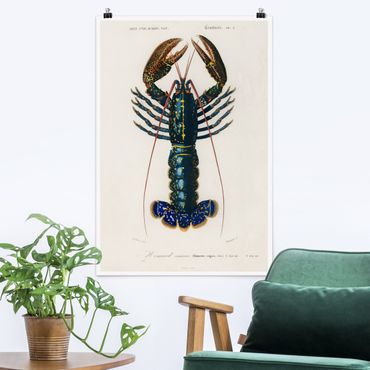 Posters Vintage Board Blue Lobster
