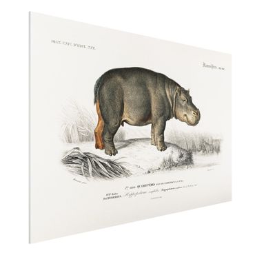 Forex schilderijen Vintage Board Hippo