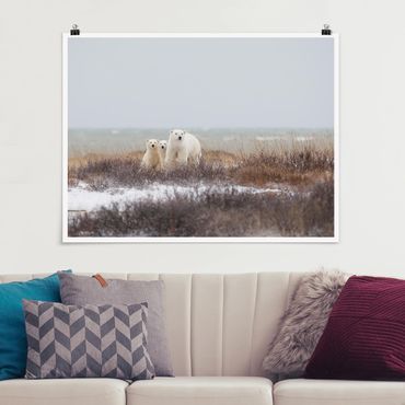 Posters Polar Bear And Her Cubs