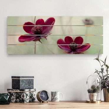 Houten schilderijen op plank Pink Cosmos Flower