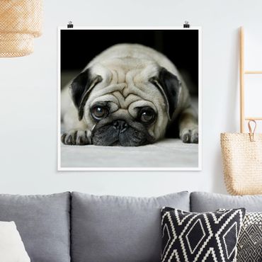 Posters Pug Loves You