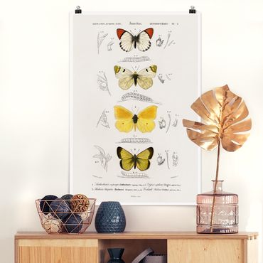 Posters Vintage Board Butterflies II