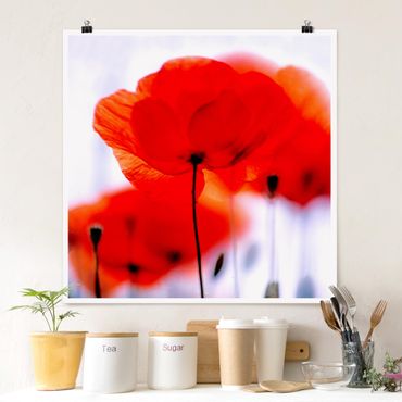 Posters Magic Poppies
