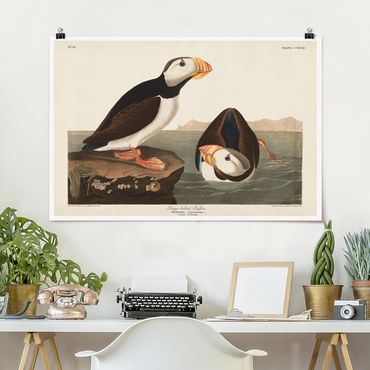Posters Vintage Board Puffin II