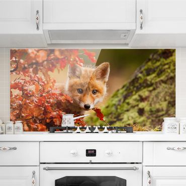 Spatscherm keuken Fox in Autumn