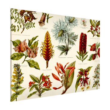 Magneetborden Vintage Board Tropical Botany I
