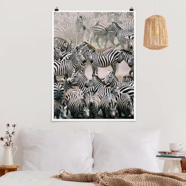Posters Zebra Herd