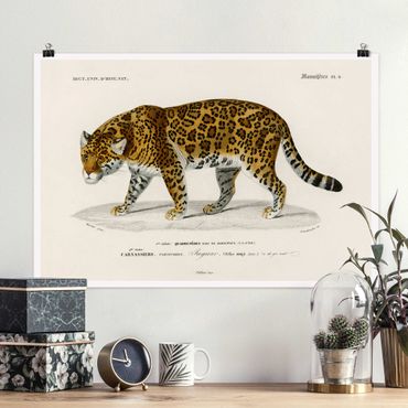 Posters Vintage Board Jaguar