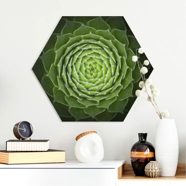 Hexagons Forex schilderijen Mandala Succulent
