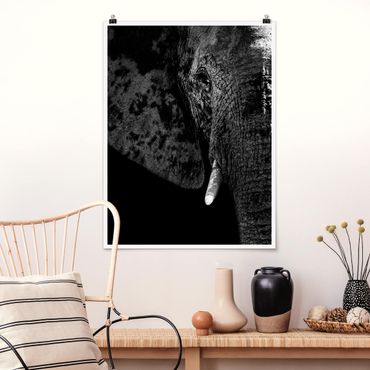 Posters African Elephant black and white