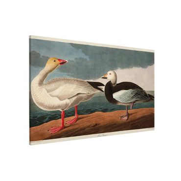 Magneetborden Vintage Board Blue Goose