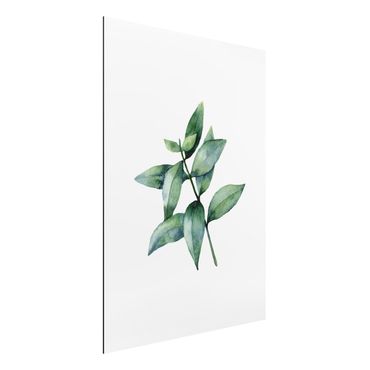 Aluminium Dibond schilderijen Waterclolour Eucalyptus lll