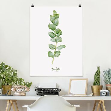 Posters Watercolour Botany Eucalyptus
