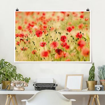 Posters Summer Poppies