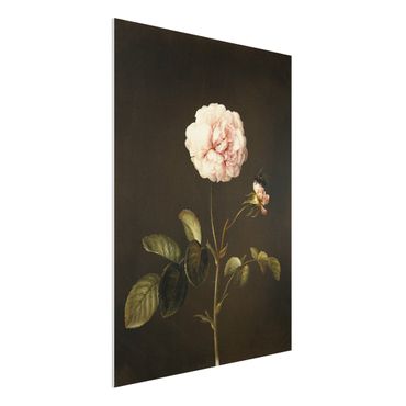 Forex schilderijen Barbara Regina Dietzsch - French Rose With Bumblbee