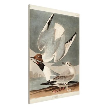 Magneetborden Vintage Board Bonaparte Gull