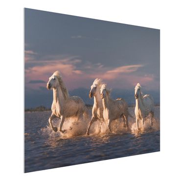 Forex schilderijen Wild Horses In Kamargue
