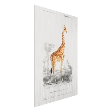Aluminium Dibond schilderijen Vintage Board Giraffe