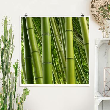 Posters Bamboo Trees