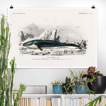 Posters Vintage Board Blue Whale