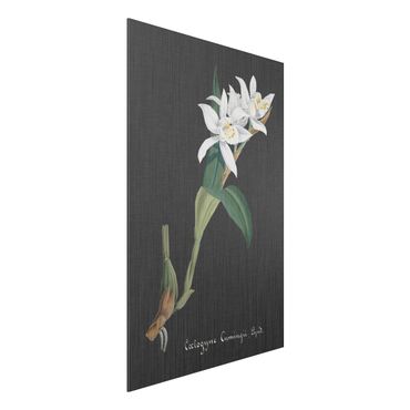 Aluminium Dibond schilderijen White Orchid On Linen II