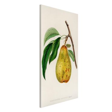 Magneetborden Botany Vintage Illustration Yellow Pear