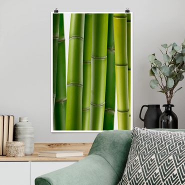 Posters Bamboo Plants