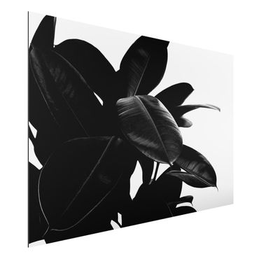 Aluminium Dibond schilderijen Rubber Tree Black And White