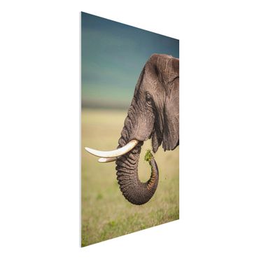 Forex schilderijen Feeding Elephants In Africa