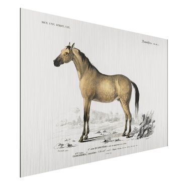 Aluminium Dibond schilderijen Vintage Board Horse