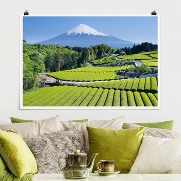 Posters Tea Fields In Front Of The Fuji